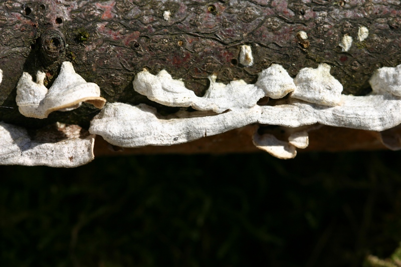 Byssomerulius corium? (Byssomerulius corium)